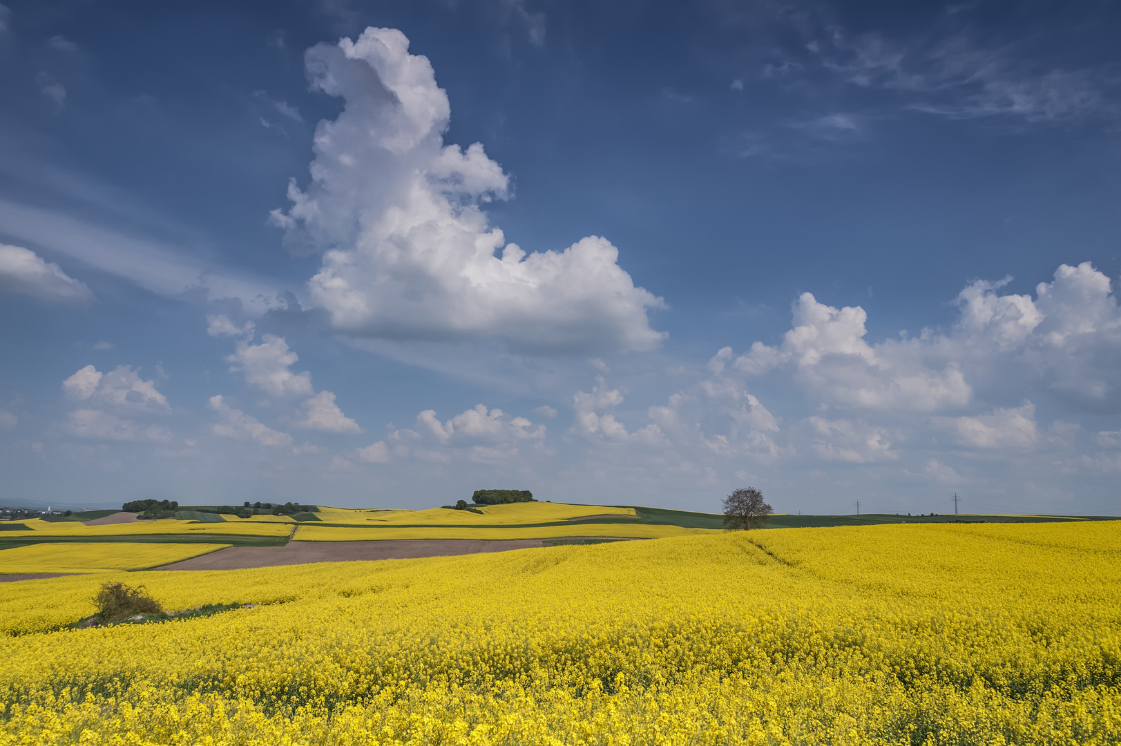 *Rapsblüte in der Pellenz*