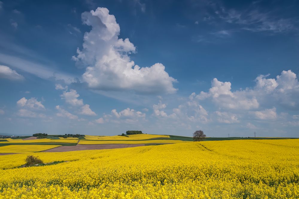 *Rapsblüte in der Pellenz*