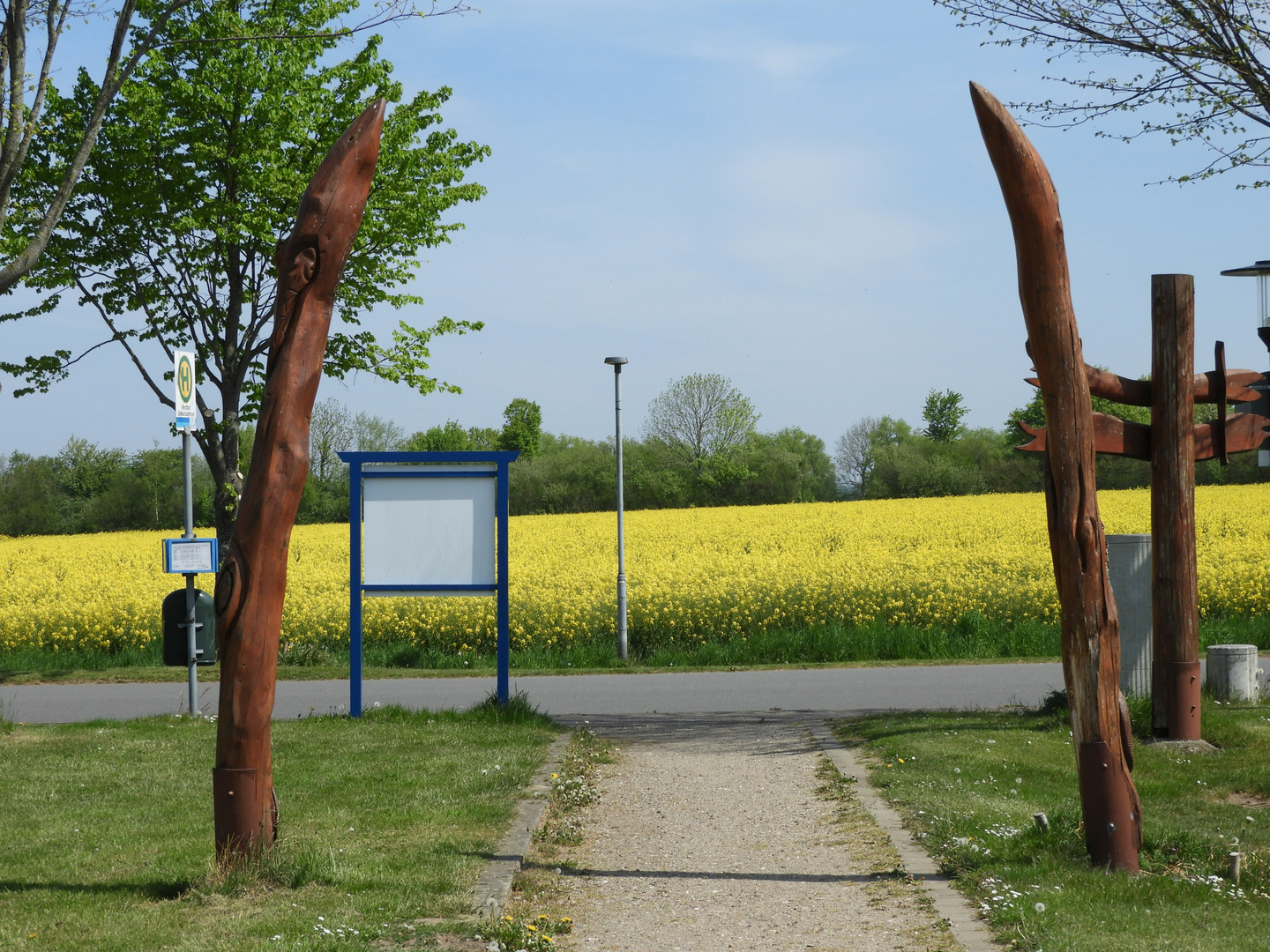 Rapsblüte in der Probstei