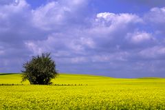 Rapsblüte in der Uckermark 01