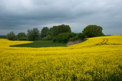 Rapsblüte in der Uckermark 01