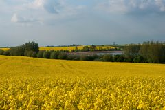 Rapsblüte in der Uckermark 02