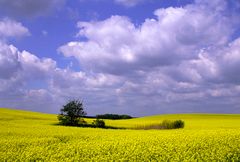 Rapsblüte in der Uckermark 02