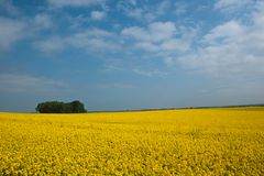 Rapsblüte in der Uckermark 03