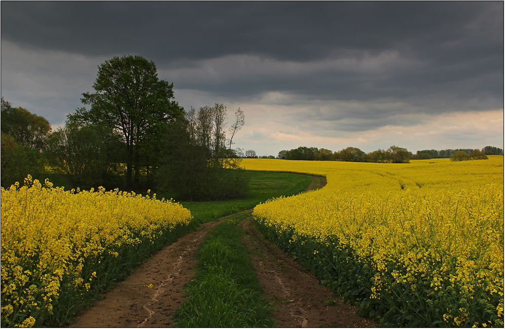 Rapsblüte in der Uckermark