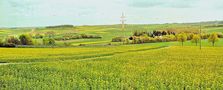 Rapsblüte in der Vulkaneifel von Günter Walther 