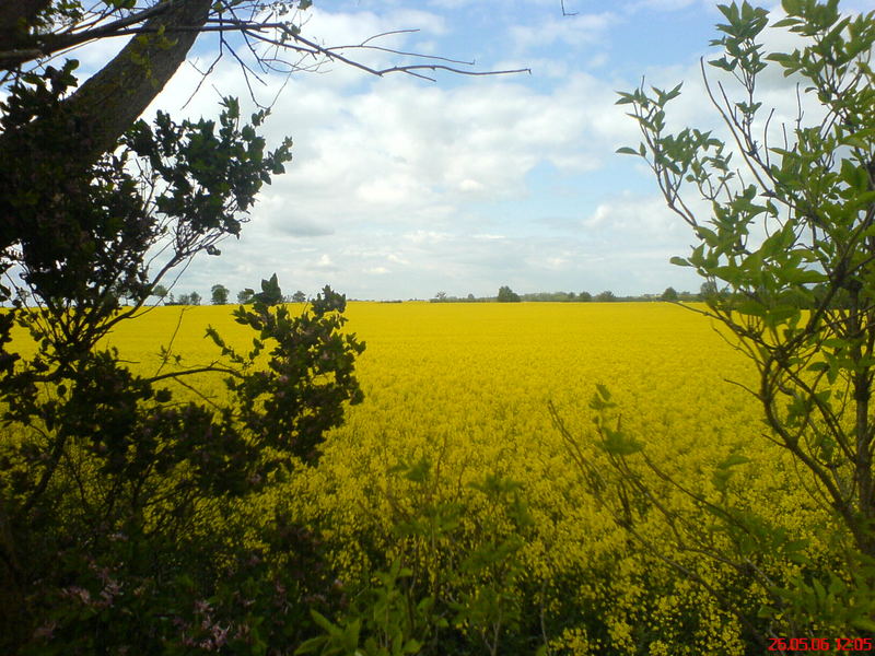 Rapsblüte in Flemendorf