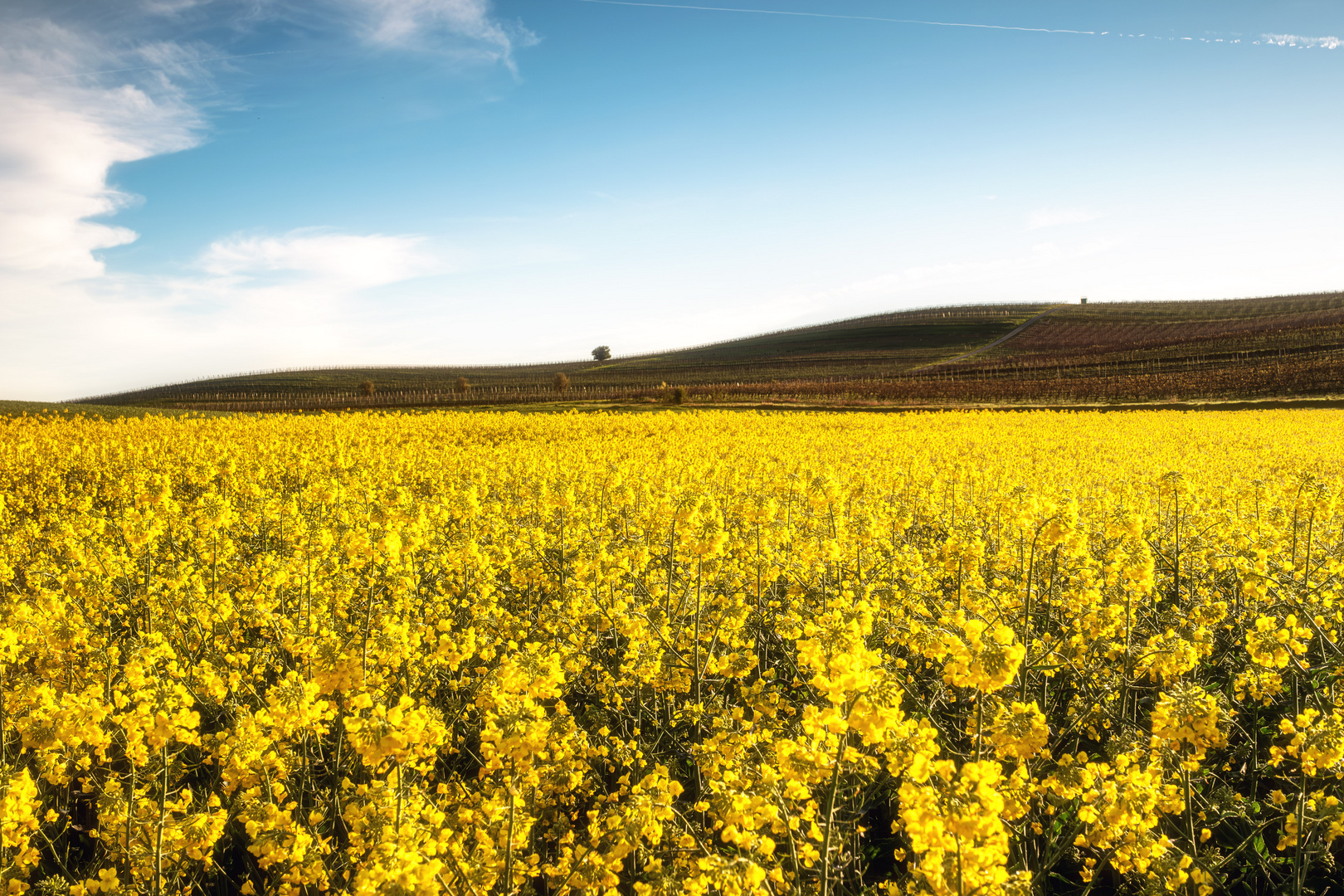 Rapsblüte in Gau-Oderheim 