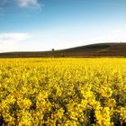 Rapsblüte in Gau-Oderheim 