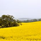 Rapsblüte in Holstein