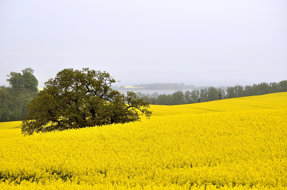 Rapsblüte in Holstein