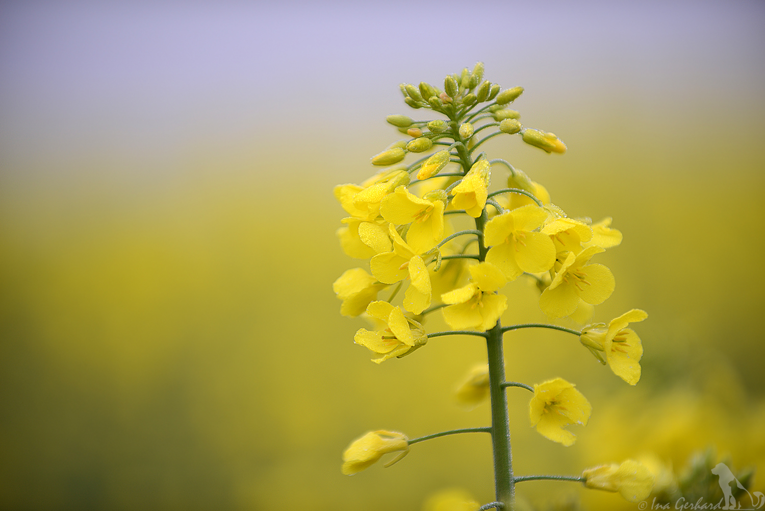 Rapsblüte in ihrer gelben Pracht