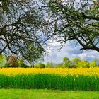  Rapsblüte in Lockhausen