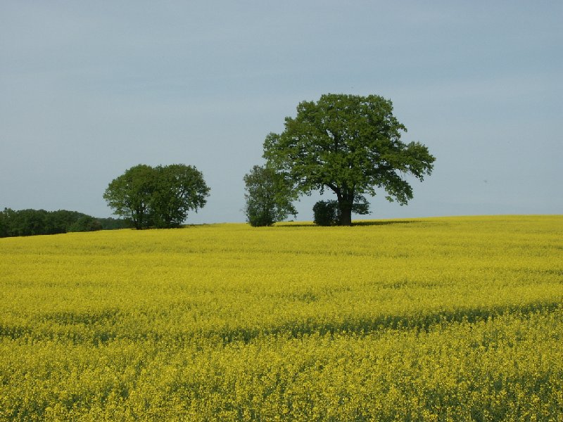 Rapsblüte in Mecklenburg