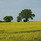 Rapsblüte in Mecklenburg