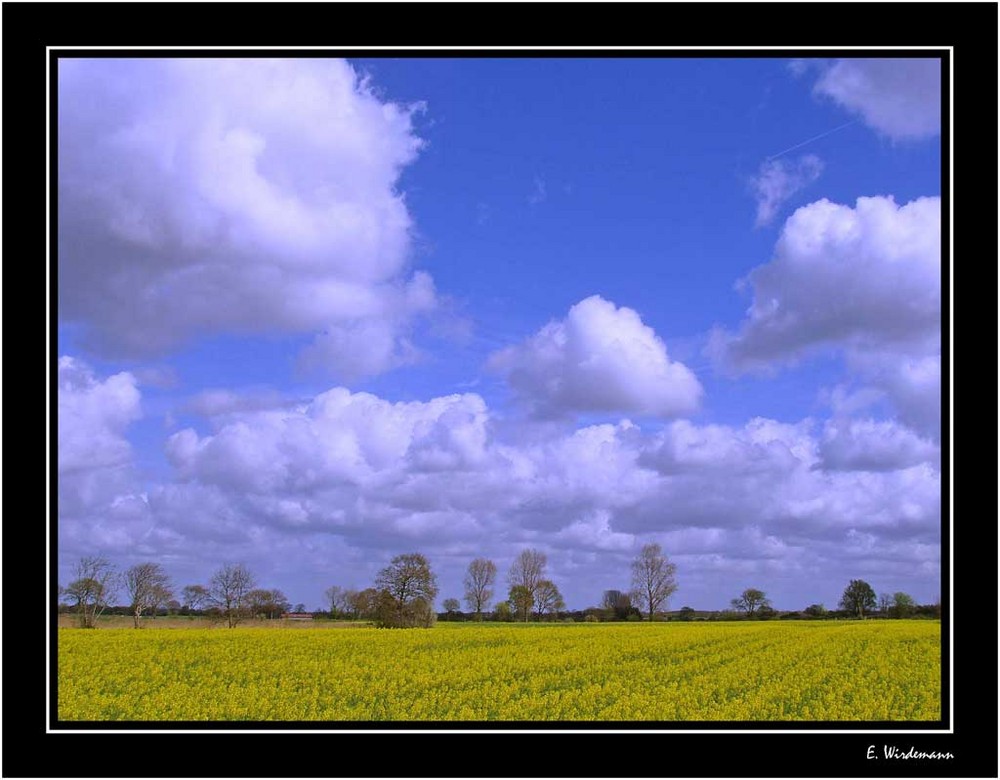 Rapsblüte in Ostfriesland