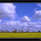 Rapsblüte in Ostfriesland