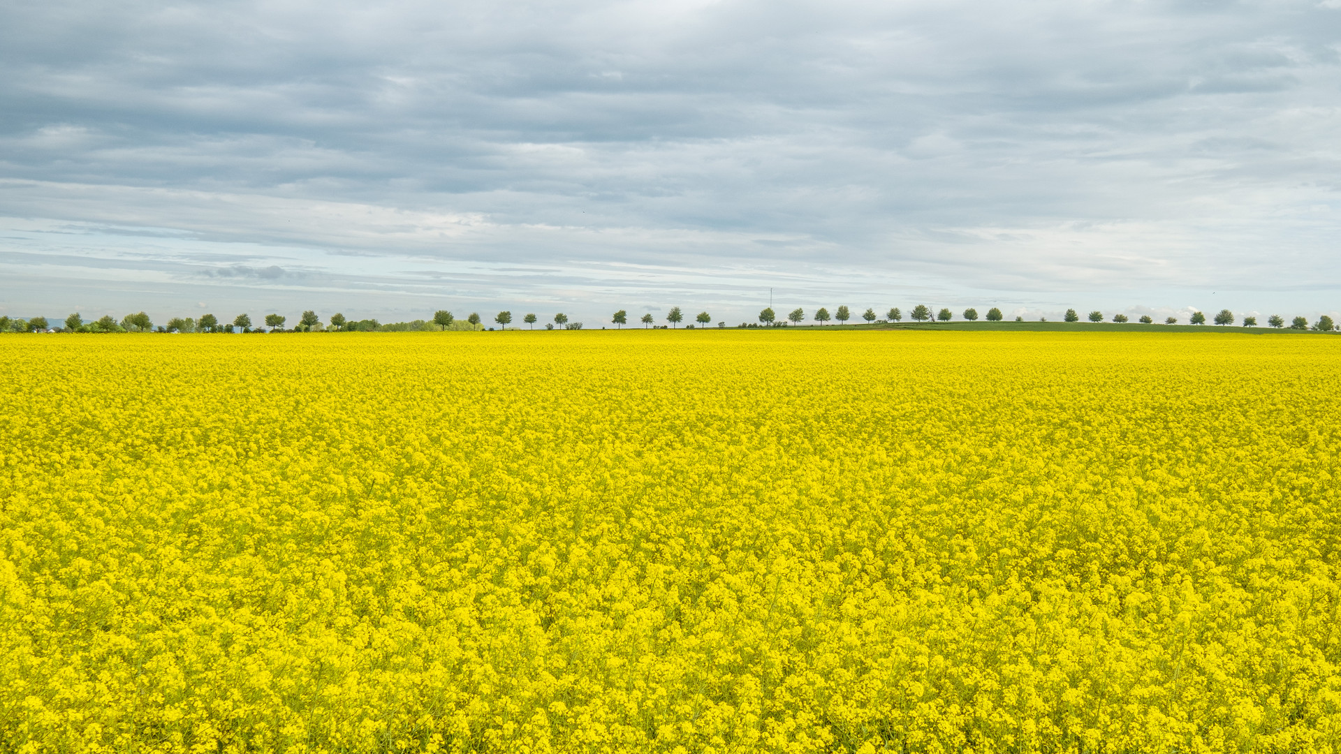 Rapsblüte in Rheinhessen