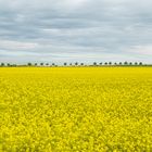 Rapsblüte in Rheinhessen