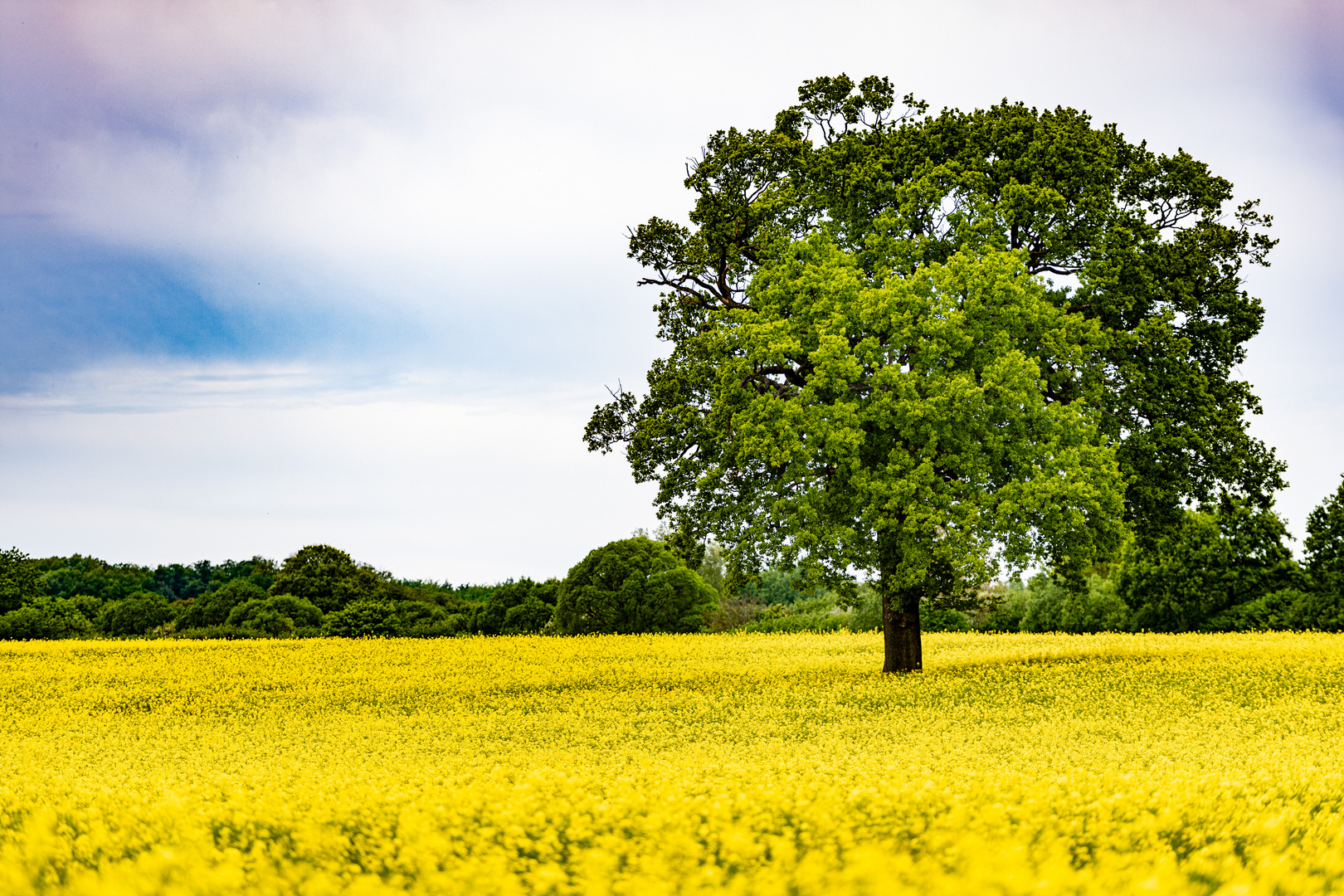 Rapsblüte in Schleswig Holstein