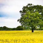 Rapsblüte in Schleswig Holstein