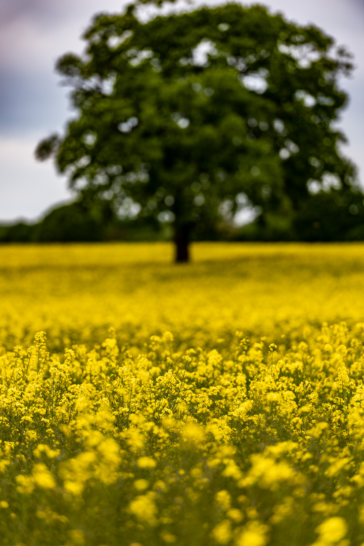 Rapsblüte in Schleswig Holstein