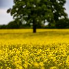 Rapsblüte in Schleswig Holstein