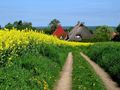 Rapsblüte in Schleswig-Holstein von Anita-M 