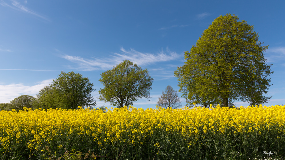 Rapsblüte in Schleswig-Holstein