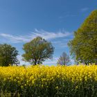 Rapsblüte in Schleswig-Holstein