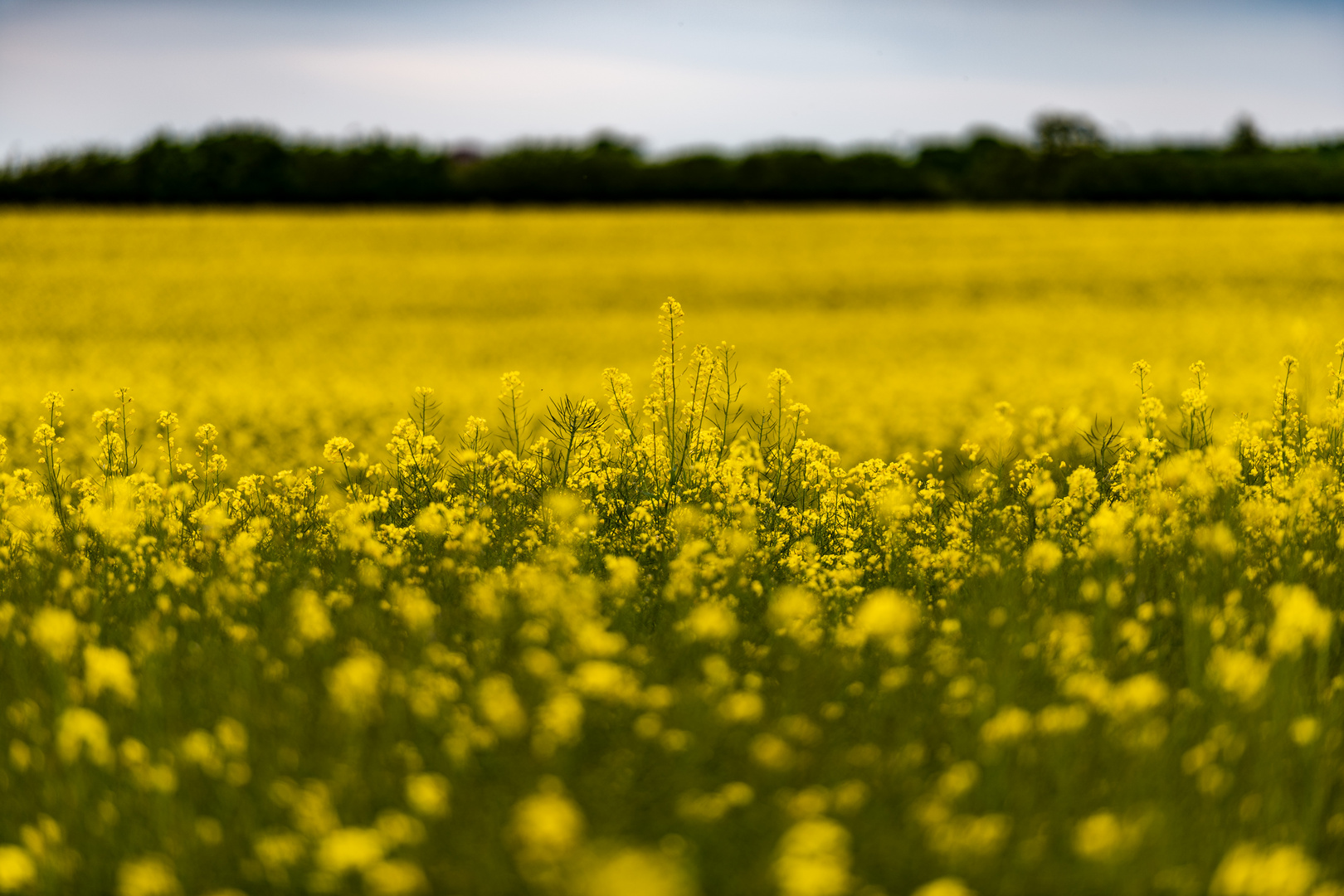 Rapsblüte in Schleswig Holstein