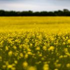 Rapsblüte in Schleswig Holstein