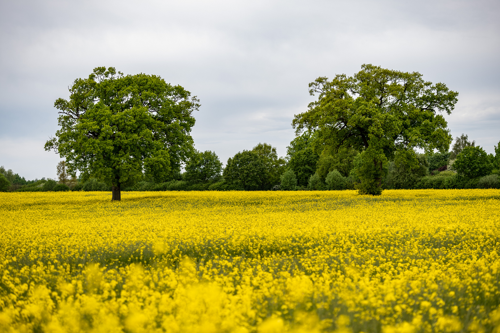 Rapsblüte in Schleswig Holstein