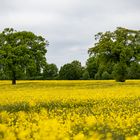 Rapsblüte in Schleswig Holstein