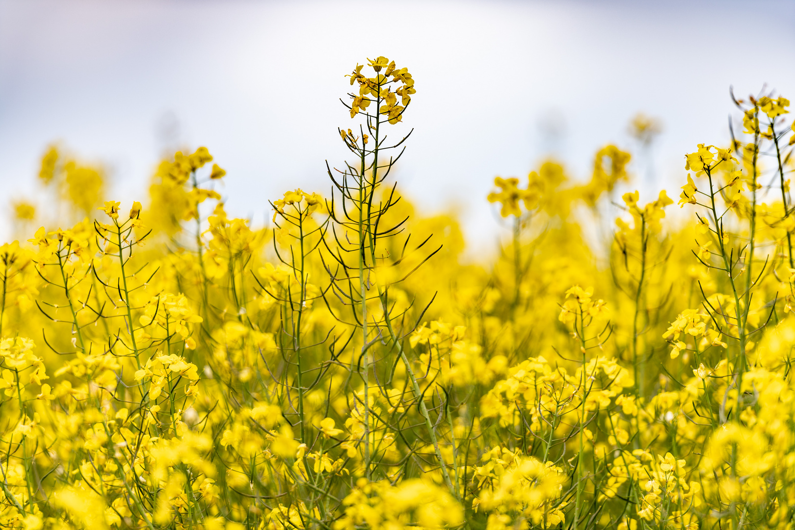 Rapsblüte in Schleswig Holstein