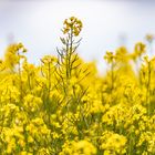 Rapsblüte in Schleswig Holstein