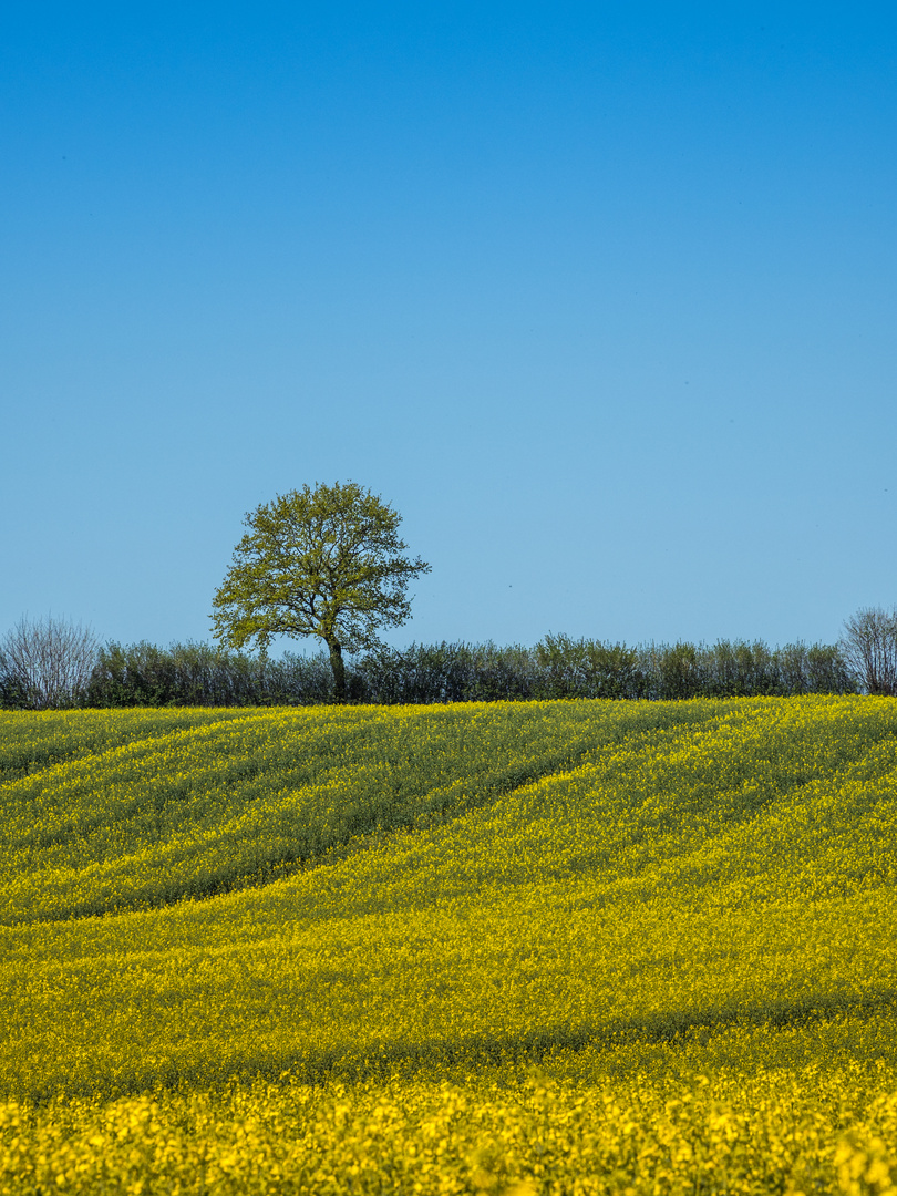 Rapsblüte in Schleswig-Holstein