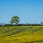 Rapsblüte in Schleswig-Holstein