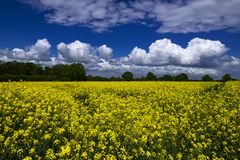 Rapsblüte in Stormarn 03