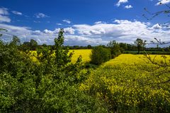 Rapsblüte in Stormarn 06