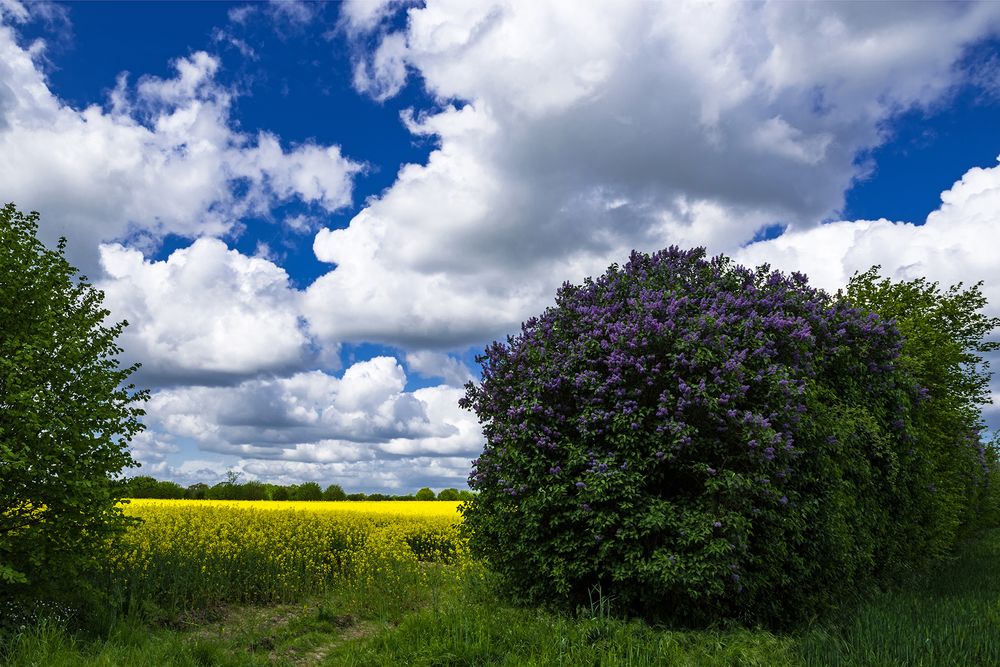 Rapsblüte in Stormarn 12