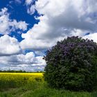 Rapsblüte in Stormarn 12