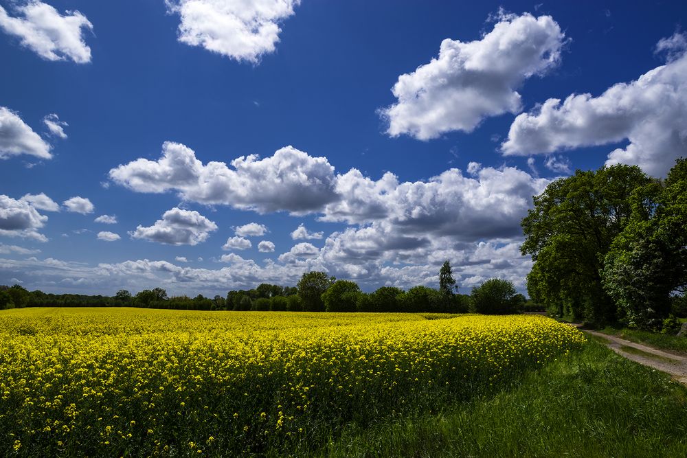 Rapsblüte in Stormarn 14