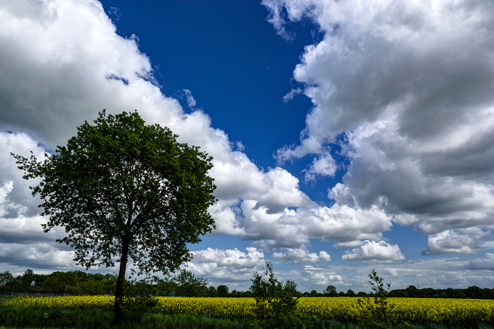 Rapsblüte in Stormarn 15