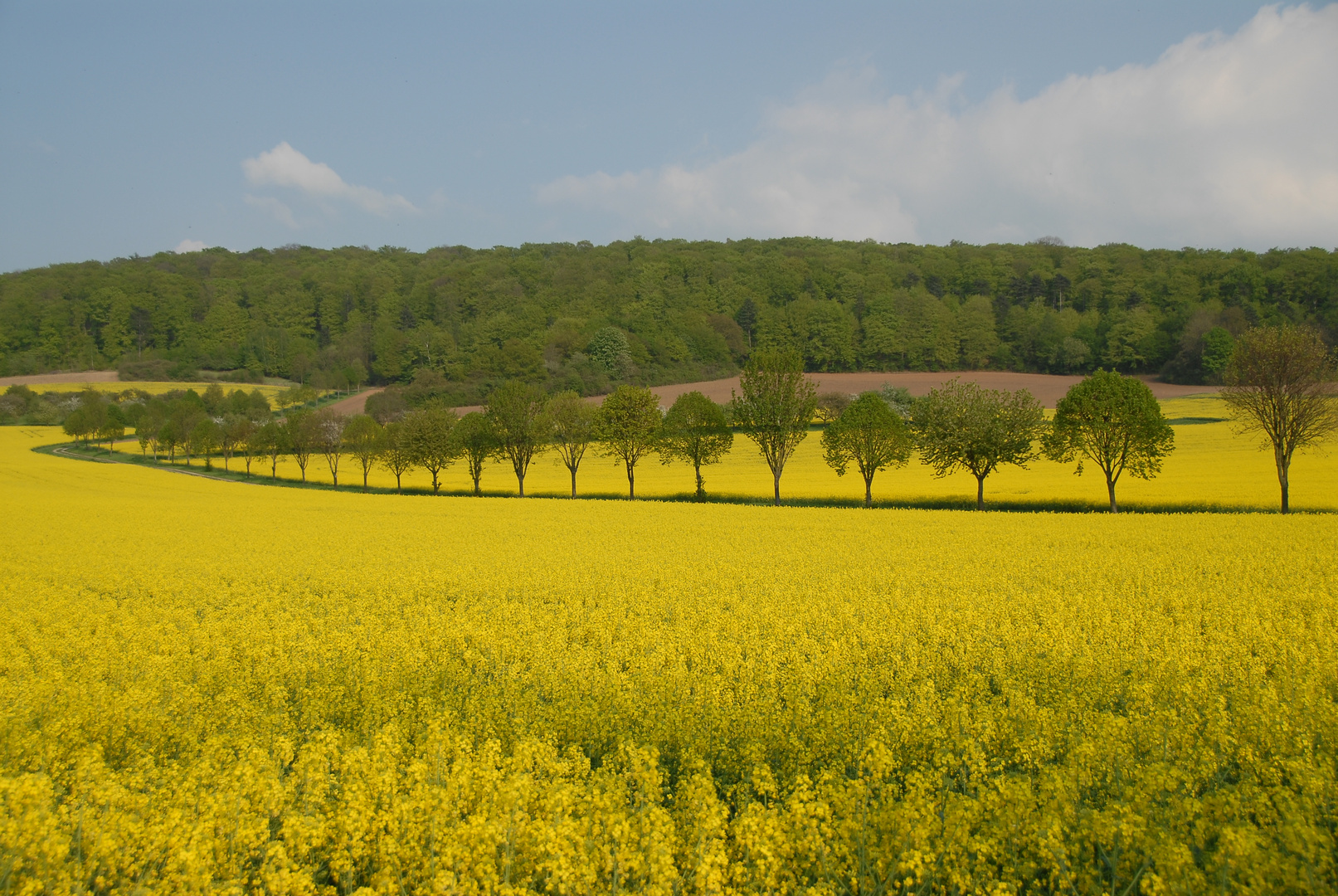 Rapsblüte in Südniedersachsen