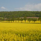 Rapsblüte in Südniedersachsen