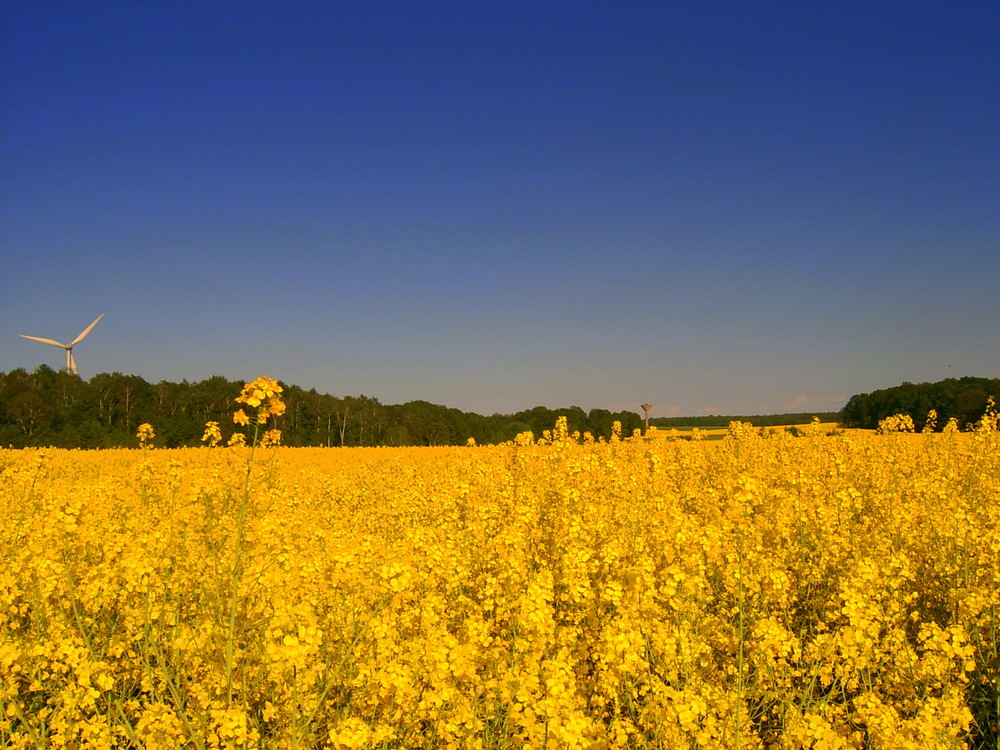 Rapsblüte in Tautenhain/Sachsen