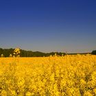 Rapsblüte in Tautenhain/Sachsen