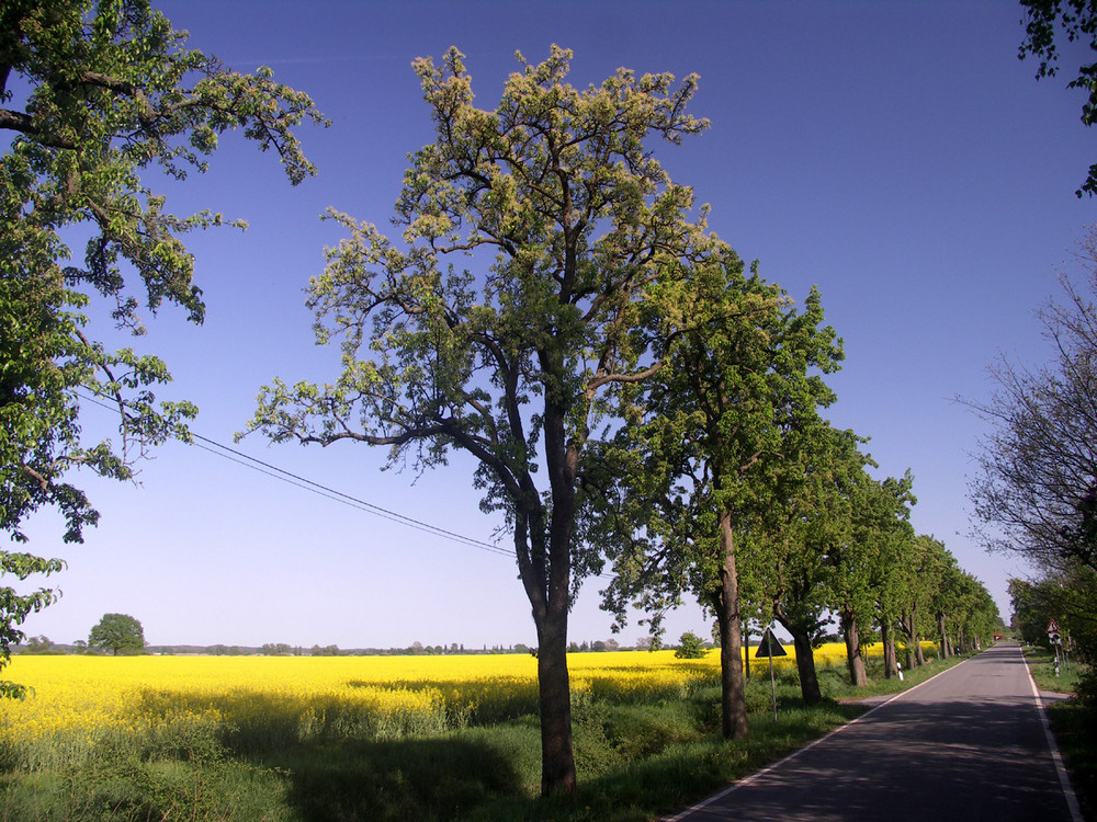 Rapsblüte in Vockfey