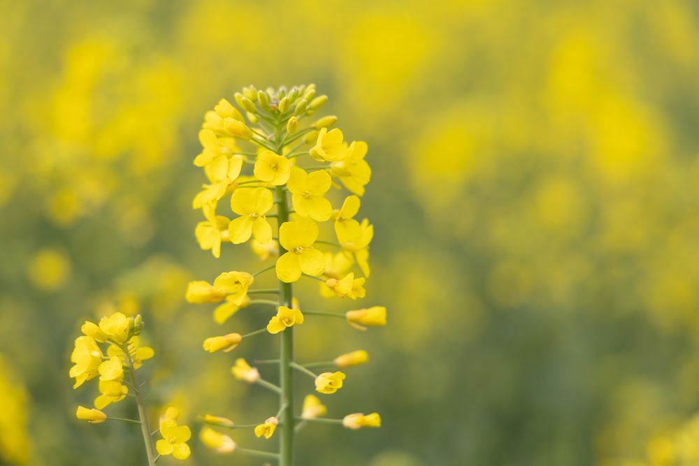 Rapsblüte - inzwischen abgeerntet